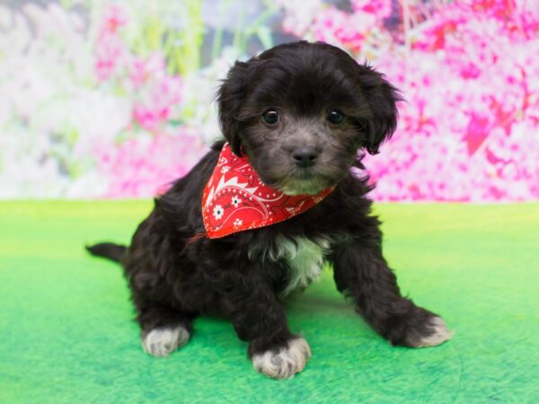 Lhasapoo DOG Male Black 12284 Petland Wichita, Kansas