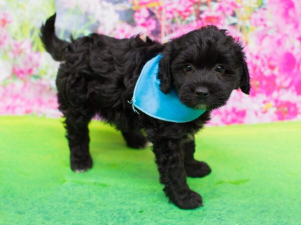 Havapoo-DOG-Male-Black-12282-Petland Wichita, Kansas