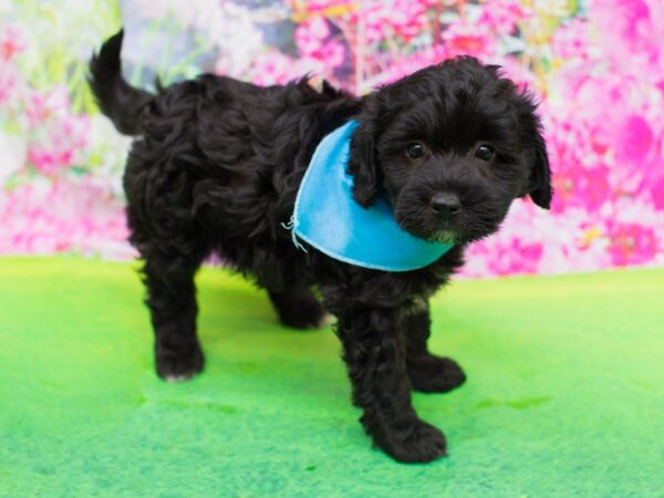 Havapoo DOG Male Black 12282 Petland Wichita, Kansas