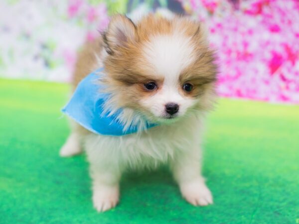 Pomeranian DOG Male Brown and White 12280 Petland Wichita, Kansas