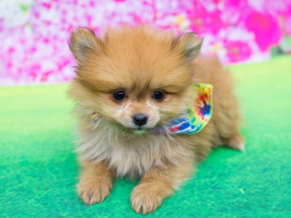 Pomeranian DOG Male Red 12279 Petland Wichita, Kansas