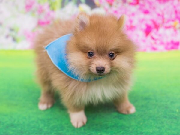 Pomeranian DOG Male Brown and White 12278 Petland Wichita, Kansas