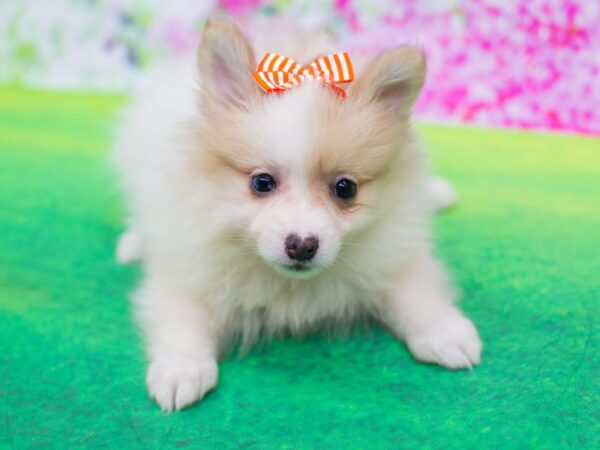 Pomeranian DOG Female Brown 12277 Petland Wichita, Kansas