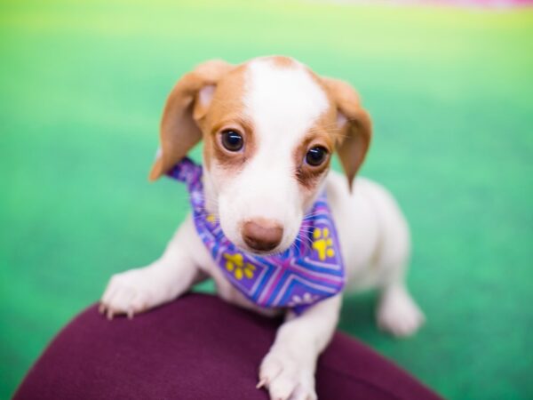 Miniature Dachshund-DOG-Female-Red and White-12276-Petland Wichita, Kansas