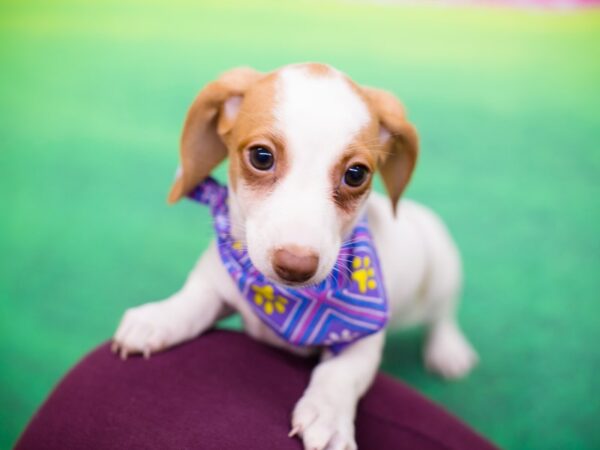 Miniature Dachshund DOG Female Red and White 12276 Petland Wichita, Kansas