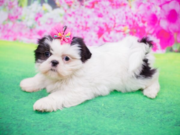 Shih Tzu DOG Female Black and White 12275 Petland Wichita, Kansas