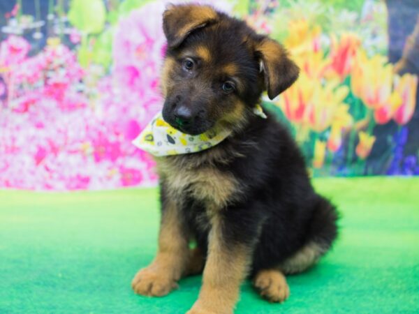 German Shepherd Dog DOG Male Black and Tan 12271 Petland Wichita, Kansas