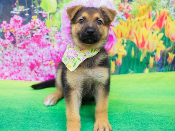 German Shepherd Dog DOG Female Black and Tan 12270 Petland Wichita, Kansas