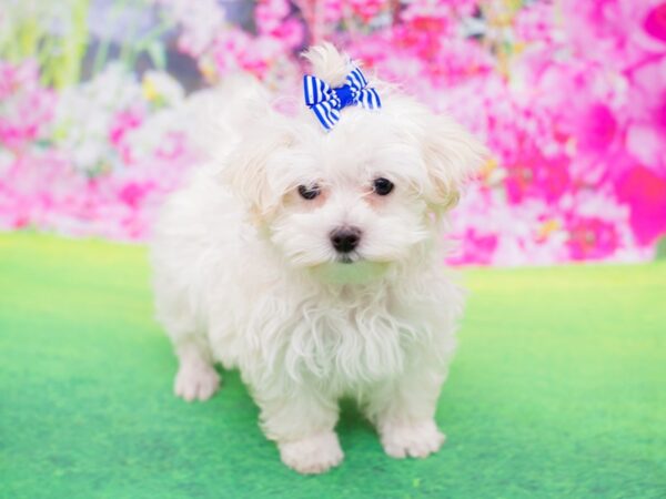 Toy MaltiPoo DOG Female White 12269 Petland Wichita, Kansas