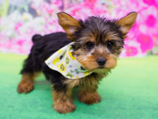 Yorkshire Terrier DOG Male Black and Tan 12265 Petland Wichita, Kansas