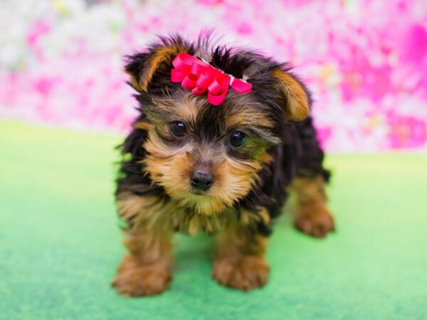 Yorkshire Terrier DOG Female Black and Tan 12264 Petland Wichita, Kansas