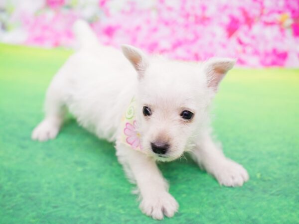 West Highland White Terrier DOG Female White 12263 Petland Wichita, Kansas