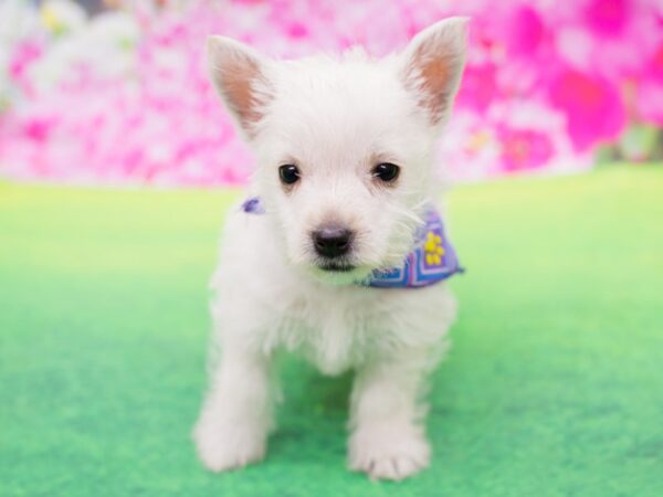 West Highland White Terrier-DOG-Female-White-12262-Petland Wichita, Kansas