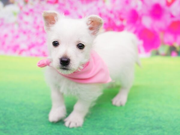 West Highland White Terrier-DOG-Female-White-12261-Petland Wichita, Kansas