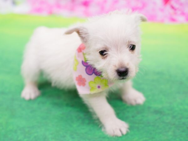 West Highland White Terrier-DOG-Female-White-12260-Petland Wichita, Kansas