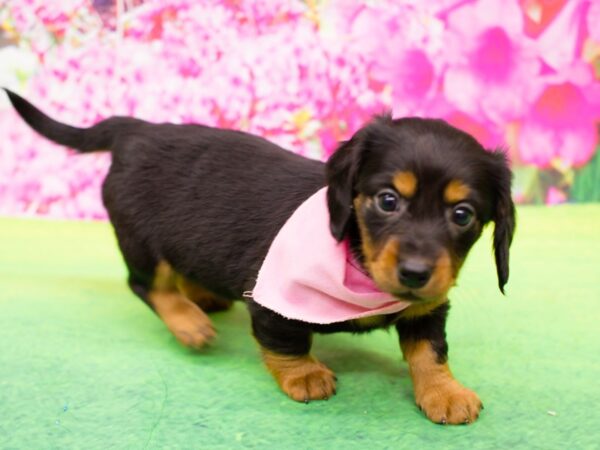 Miniature Dachshund DOG Female Black and Tan 12257 Petland Wichita, Kansas