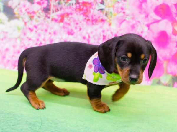 Miniature Dachshund DOG Female Black and Tan 12256 Petland Wichita, Kansas