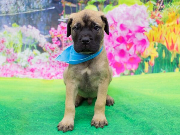 Bullmastiff DOG Male Fawn 12253 Petland Wichita, Kansas