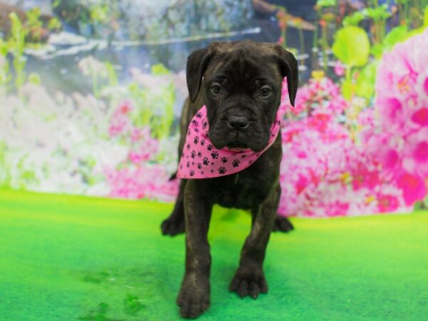 Bullmastiff DOG Female Brindle 12252 Petland Wichita, Kansas