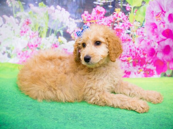 Standard Poodle DOG Female Apricot 12251 Petland Wichita, Kansas