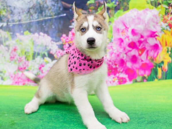 Siberian Husky DOG Female Gray and White 12250 Petland Wichita, Kansas