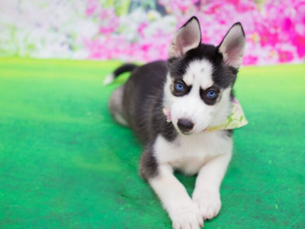 Siberian Husky DOG Female Black and White 12249 Petland Wichita, Kansas