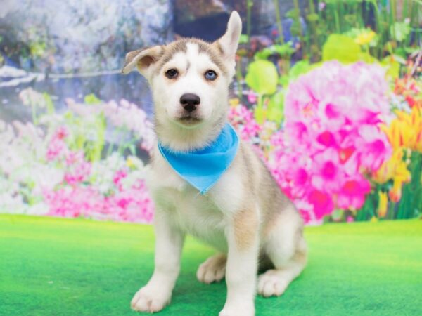 Siberian Husky DOG Male Gray and White 12248 Petland Wichita, Kansas