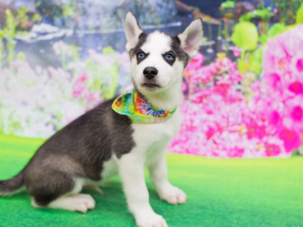 Siberian Husky DOG Male Black and White 12247 Petland Wichita, Kansas