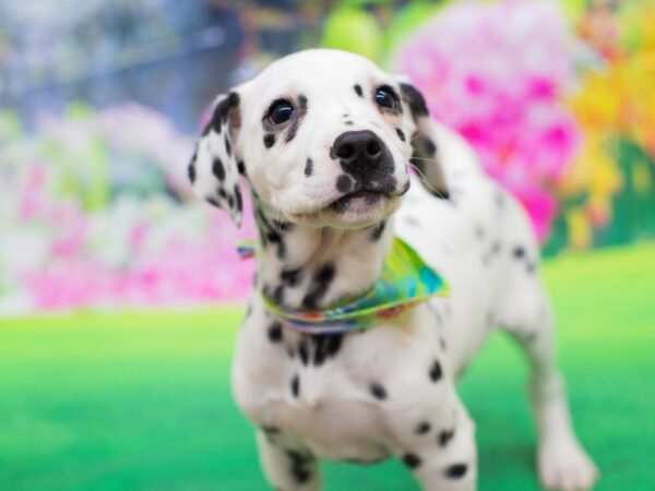 Dalmatian DOG Male White with Black Spots 12246 Petland Wichita, Kansas