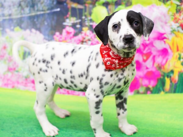 Dalmatian DOG Male White with Black Spots 12245 Petland Wichita, Kansas