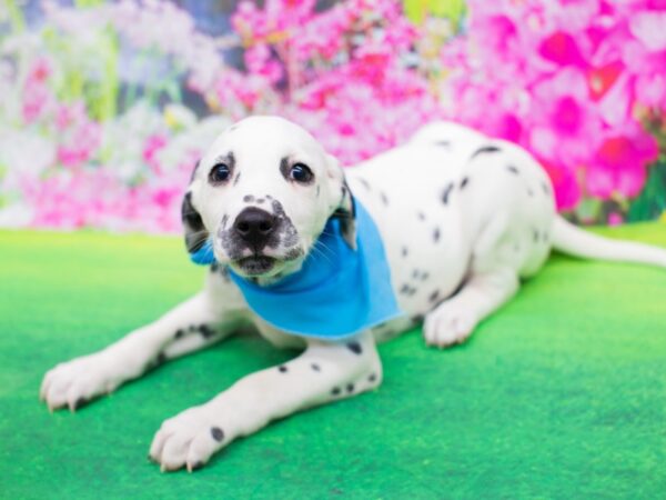 Dalmatian DOG Male White with Black Spots 12244 Petland Wichita, Kansas