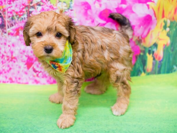 Havapoo DOG Male Brown and Black 12281 Petland Wichita, Kansas