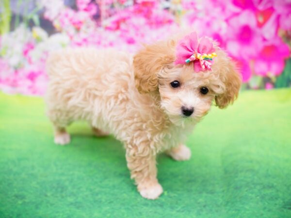 Toy ShihPoo-DOG-Female-Cream and White-12273-Petland Wichita, Kansas