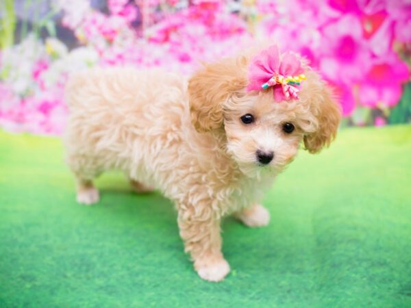 Toy ShihPoo DOG Female Cream and White 12273 Petland Wichita, Kansas