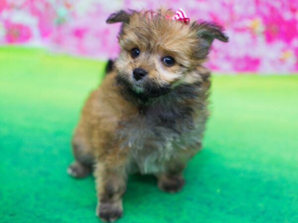 Toy Pompoo DOG Female Sable 12308 Petland Wichita, Kansas