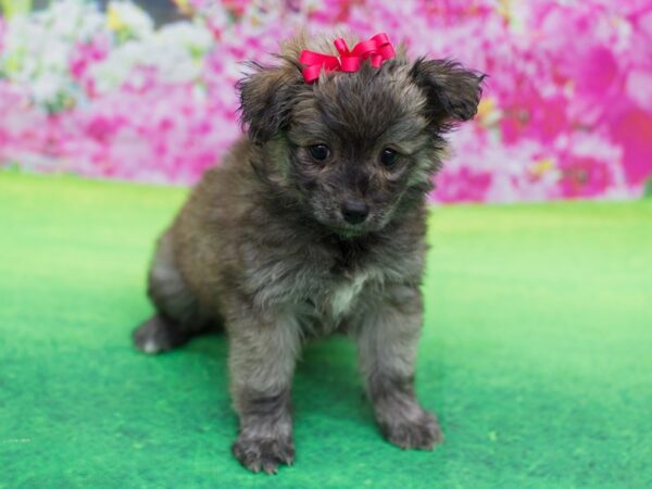 Toy Pompoo DOG Female Cinnamon 12307 Petland Wichita, Kansas