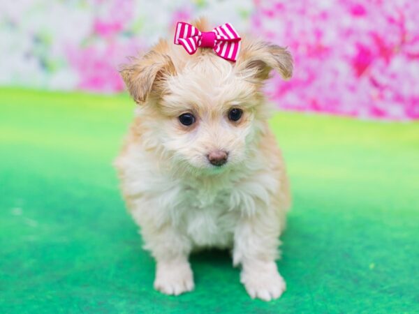 Toy Pompoo-DOG-Female-Gold-12306-Petland Wichita, Kansas