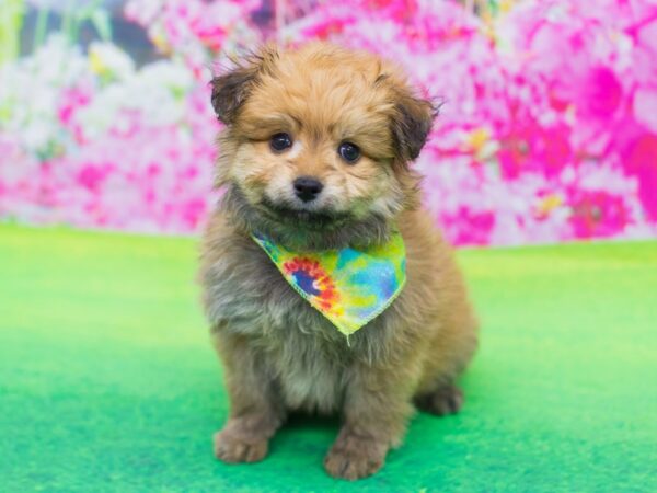 Toy Pompoo DOG Male Sable 12305 Petland Wichita, Kansas