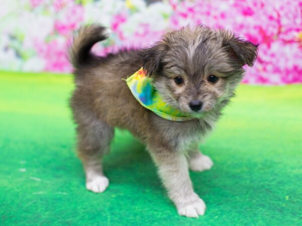 Toy Pompoo-DOG-Male-Cinnamon-12304-Petland Wichita, Kansas