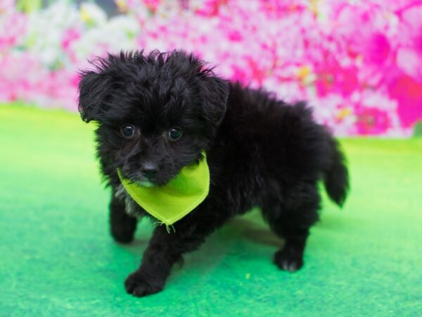 Toy Pompoo-DOG-Male-Black-12303-Petland Wichita, Kansas