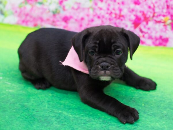 Mini Bulldog-DOG-Female-Black-12302-Petland Wichita, Kansas