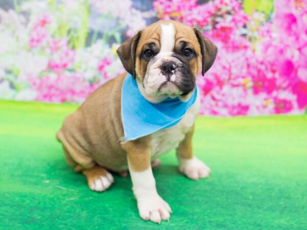 Mini Bulldog DOG Male Red and White 12301 Petland Wichita, Kansas