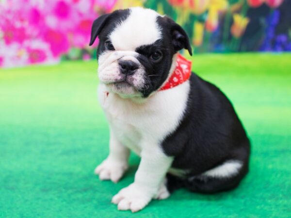 Mini Bulldog DOG Male Black and White 12300 Petland Wichita, Kansas