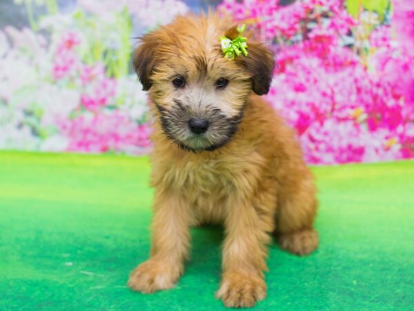 Soft Coated Wheaten Terrier-DOG-Female-Wheaten-12299-Petland Wichita, Kansas