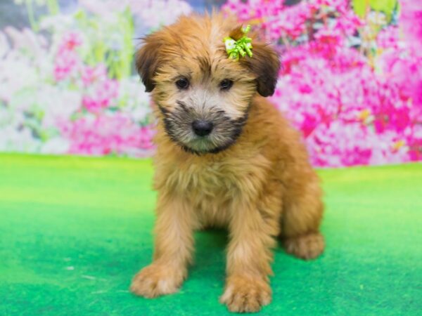 Soft Coated Wheaten Terrier DOG Female Wheaten 12299 Petland Wichita, Kansas