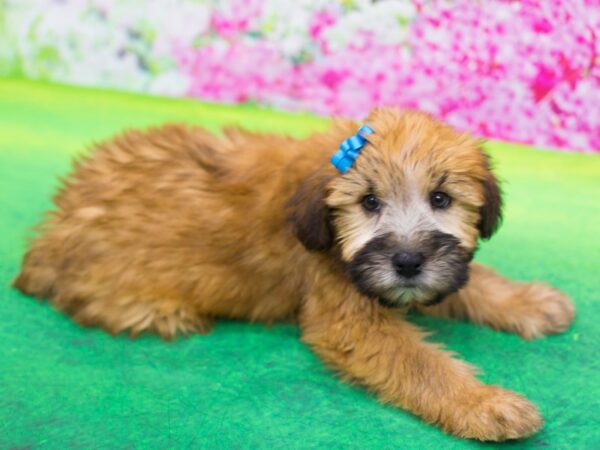 Soft Coated Wheaten Terrier DOG Female Wheaten 12298 Petland Wichita, Kansas