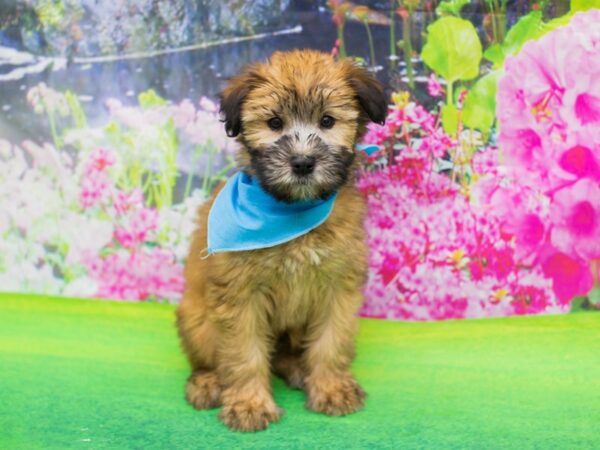 Soft Coated Wheaten Terrier DOG Male Wheaten 12296 Petland Wichita, Kansas