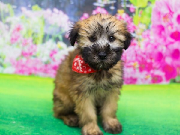 Soft Coated Wheaten Terrier DOG Male Wheaten 12297 Petland Wichita, Kansas