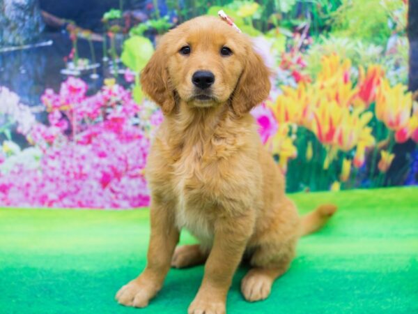 Golden Retriever DOG Female Golden 12293 Petland Wichita, Kansas