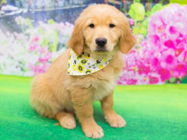 Golden Retriever-DOG-Male-Golden-12292-Petland Wichita, Kansas